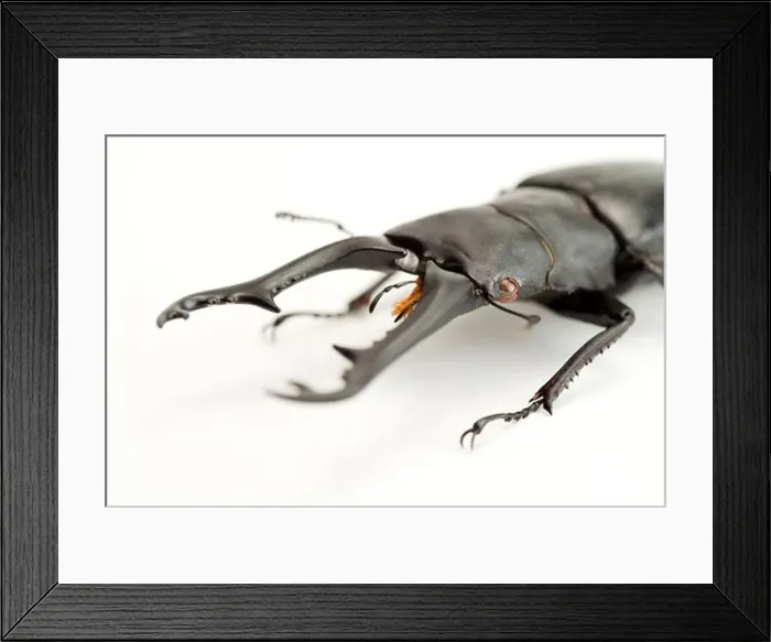 Framed Print : Stag Beetle, Beetle, Insect, Coleoptera, Prosopocoilus giraffa keisukei Framed Print : Stag Beetle, Beetle, Insect, Coleoptera, Prosopocoilus giraffa keisukei