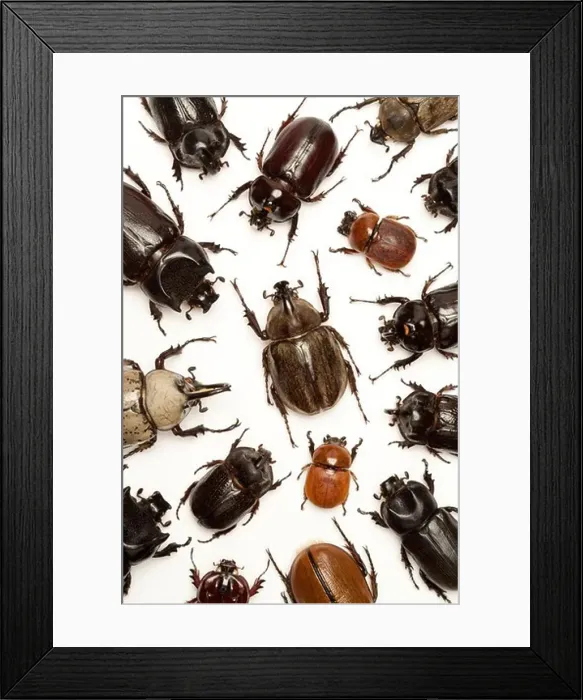 Framed Print : Beetle, Insect, Coleoptera Framed Print : Beetle, Insect, Coleoptera