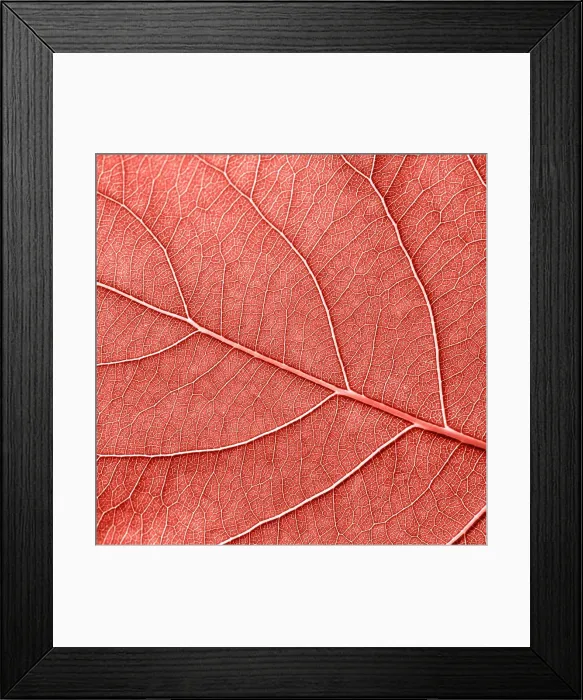 Framed Print : Texured natural veined leaf pattern background for layout Framed Print : Texured natural veined leaf pattern background for layout