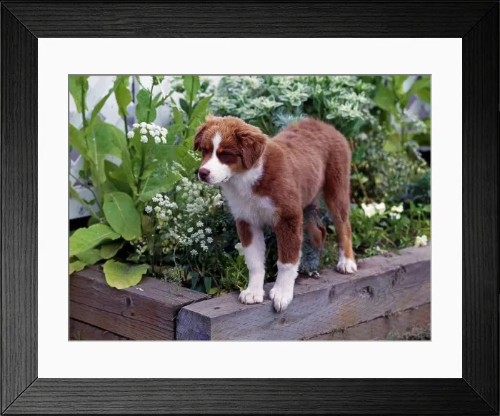 Framed Print : Australian Shepherd, Red-Tri-Color Framed Print : Australian Shepherd, Red-Tri-Color