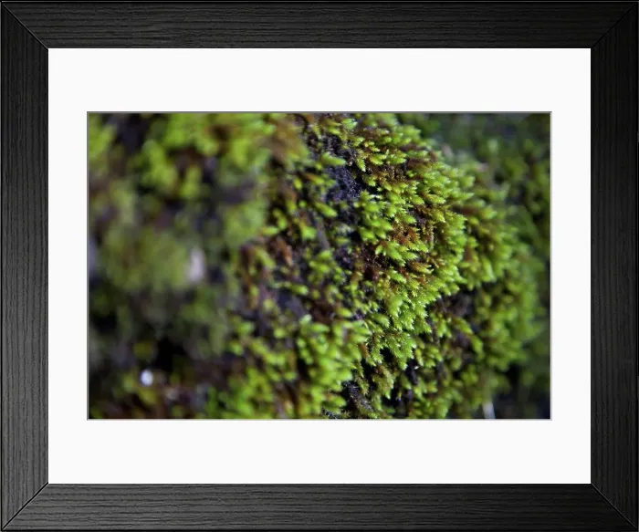 Framed Print : Close-up of green moss Framed Print : Close-up of green moss