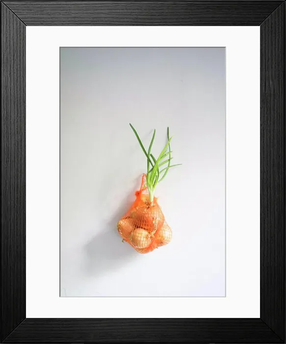 Framed Print : Onions with shoots in net against white background Framed Print : Onions with shoots in net against white background