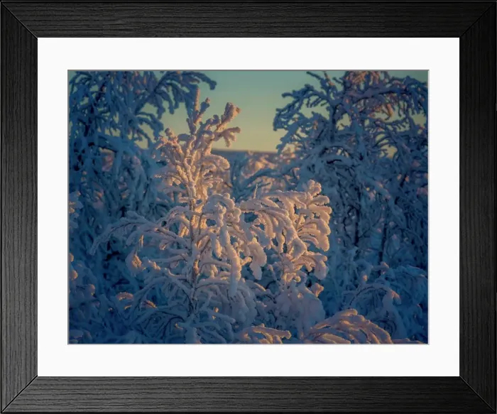 Framed Print : Trees in the frozen landscape, cold temperatures as low as -47 celsius, Lapland, Sweden Framed Print : Trees in the frozen landscape, cold temperatures as low as -47 celsius, Lapland, Sweden