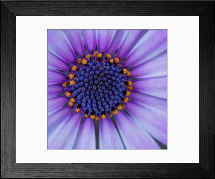 Framed Print : Close up of blooming flower Framed Print : Close up of blooming flower