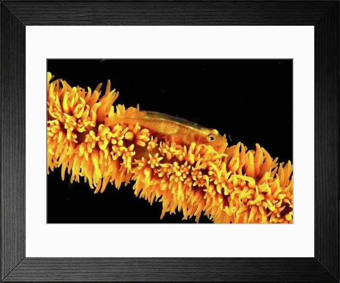 Framed Print : Indonesia, goby on wire coral, black background, (Bryaninops amplus) C1958 Framed Print : Indonesia, goby on wire coral, black background, (Bryaninops amplus) C1958
