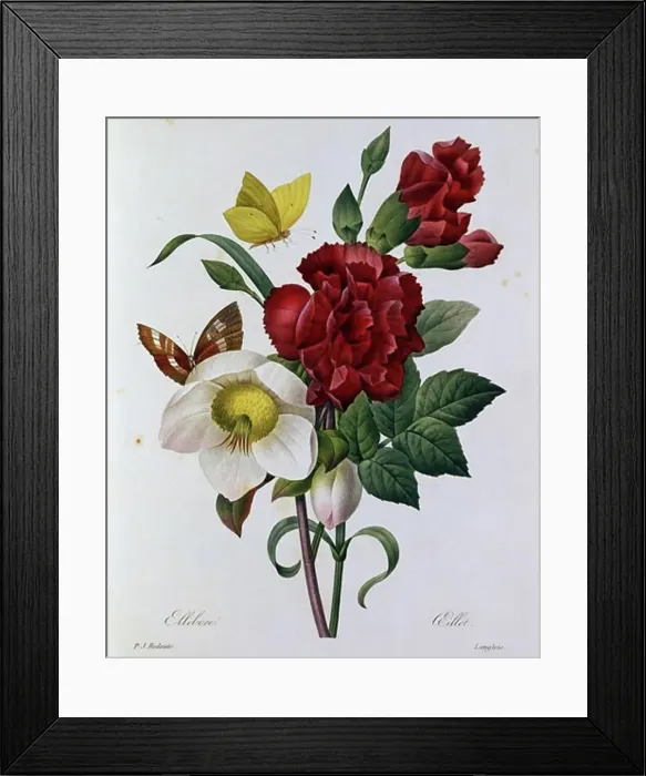 Framed Print : A Botanical Study of Hellebore Pierre Joseph Redoute (1759-1840 French) Framed Print : A Botanical Study of Hellebore Pierre Joseph Redoute (1759-1840 French)