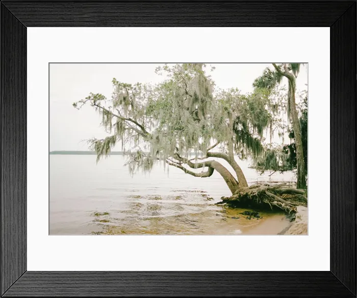 Framed Print : Spanish Moss covered tree over the water in Goose Creek North Carolina Framed Print : Spanish Moss covered tree over the water in Goose Creek North Carolina