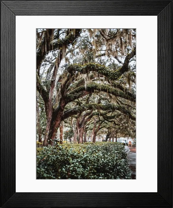 Framed Print : Oak trees and lush spanish moss in Forsyth Park, Savannah, Georgia Framed Print : Oak trees and lush spanish moss in Forsyth Park, Savannah, Georgia