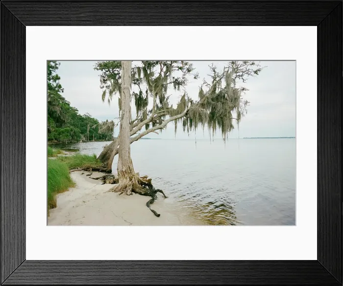 Framed Print : spanish moss draped tree over the water in Washington NC
