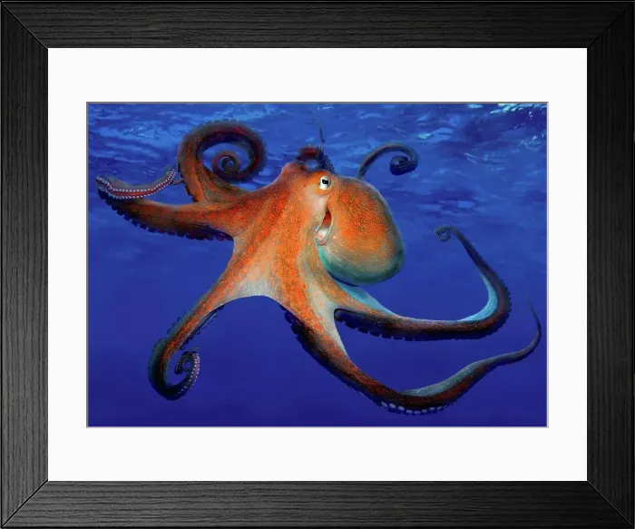 Framed Print : Common Octopus (Octopus vulgaris), swimming Framed Print : Common Octopus (Octopus vulgaris), swimming