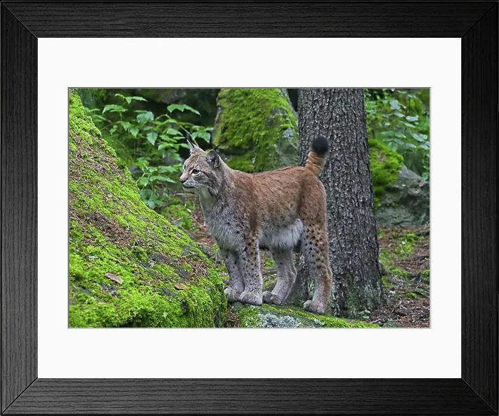 Framed Print : Eurasian lynx (Lynx lynx) in forest, Sweden, Europe Framed Print : Eurasian lynx (Lynx lynx) in forest, Sweden, Europe