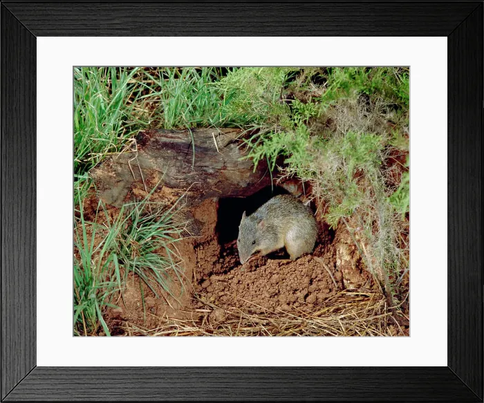 Framed Print : Northern Brown Bandicoot - By hole in ground (Isoodon macrourus). Northern New South Wales, Austsralia Framed Print : Northern Brown Bandicoot - By hole in ground (Isoodon macrourus). Northern New South Wales, Austsralia