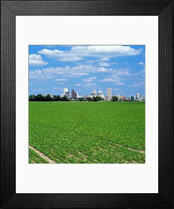 Framed Print : Agriculture - A mid growth soybean field in Arkansas with the skyline of Memphis