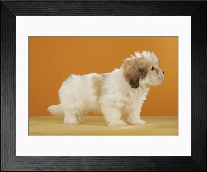 Framed Print : Coton de Tulear puppy