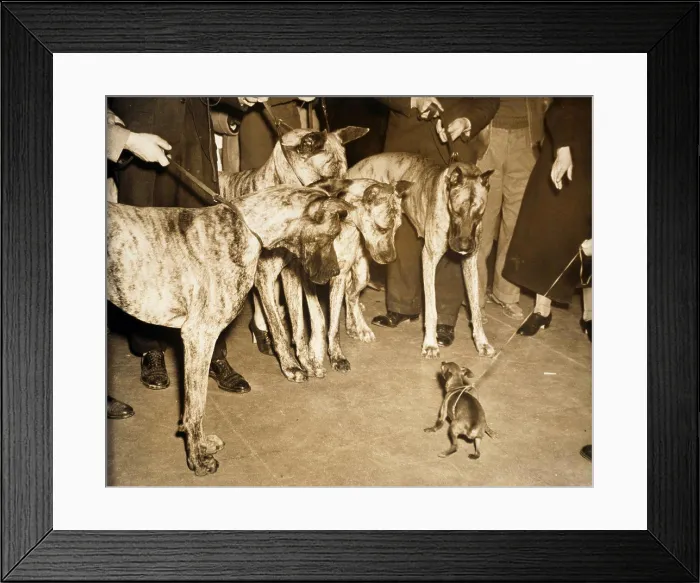 Framed Print : Four Great Danes and a Miniature Pinscher standing face to face, 1937