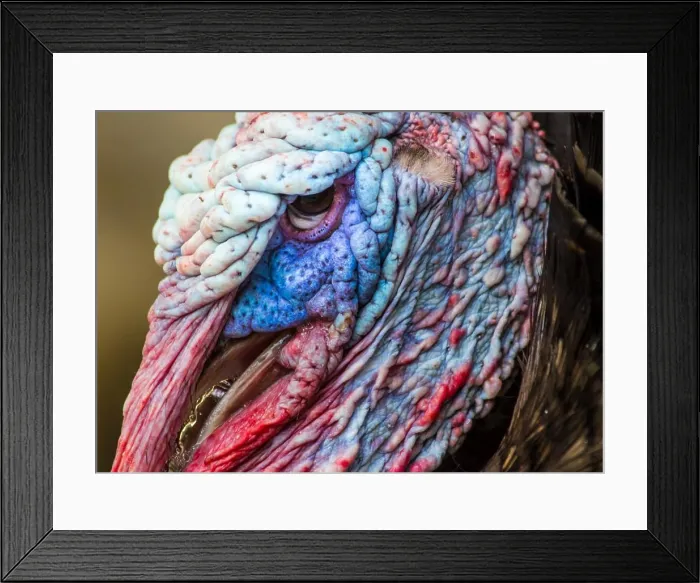Framed Print : animal wild wildlife nature turkey Framed Print : animal wild wildlife nature turkey