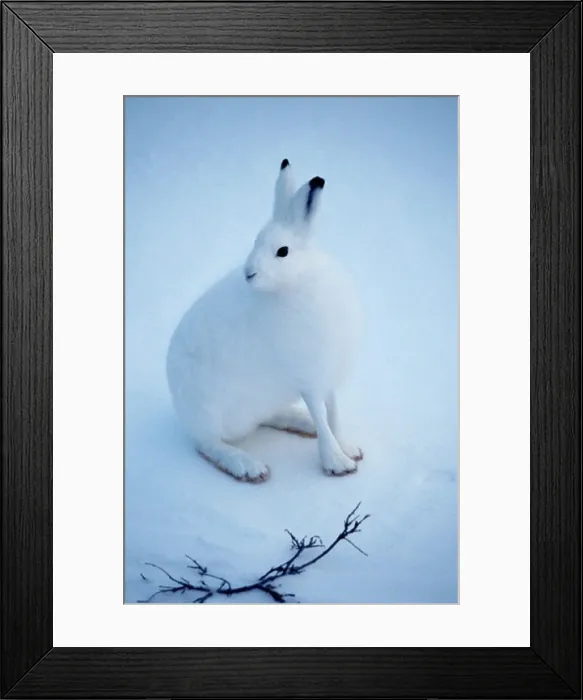 Framed Print : Arctic Hare Framed Print : Arctic Hare