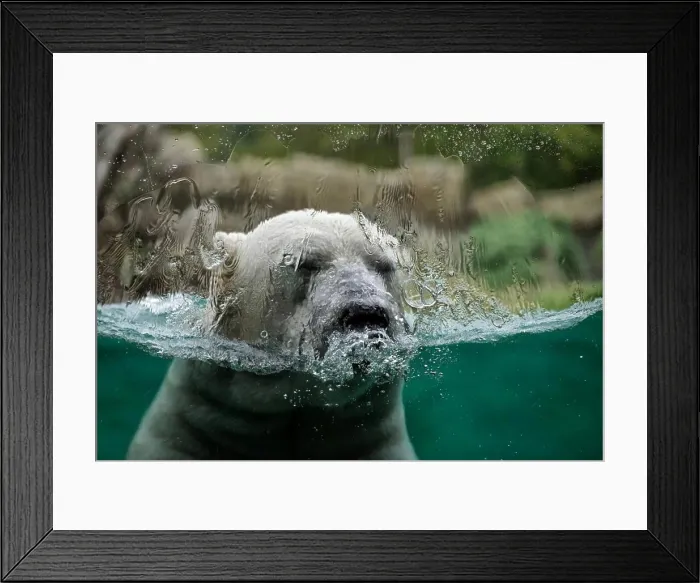 Framed Print : bear polar bear lake ice climate Framed Print : bear polar bear lake ice climate