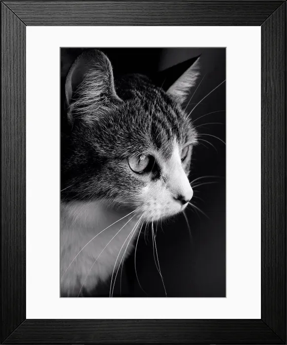 Framed Print : Intensely focused pet cat Framed Print : Intensely focused pet cat