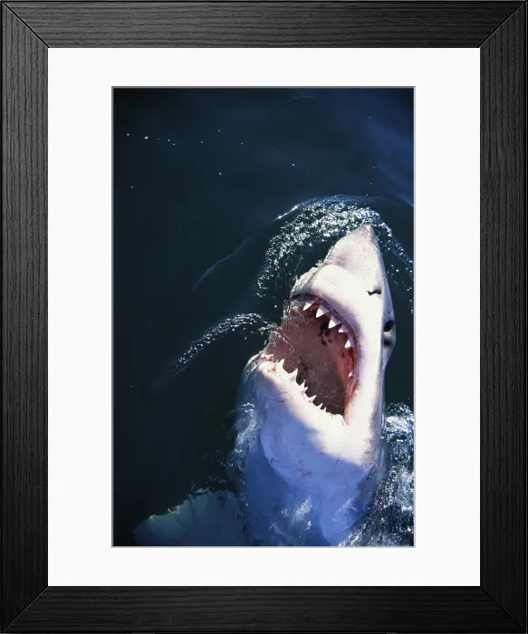 Framed Print : Great White Shark with its mouth open Framed Print : Great White Shark with its mouth open