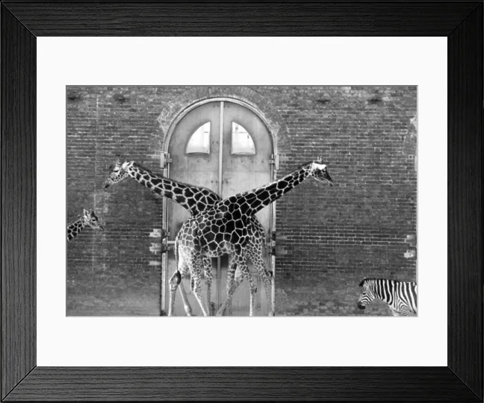 Framed Print : Giraffes Framed Print : Giraffes