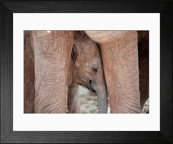 Framed Print : Elephant wildlife in Kenya Framed Print : Elephant wildlife in Kenya