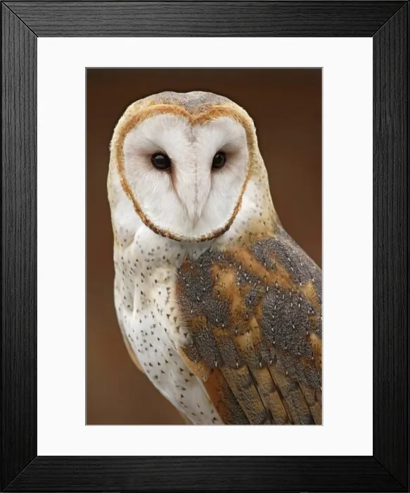 Framed Print : Barn Owl