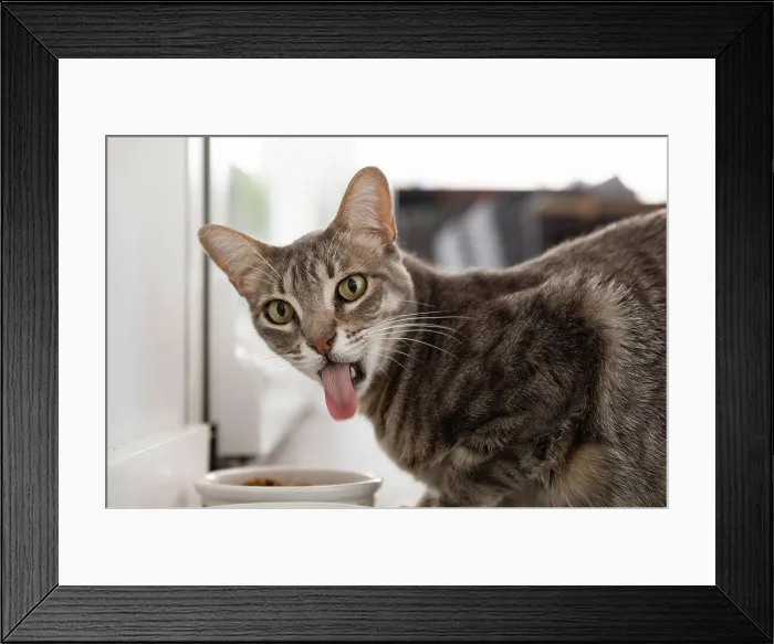 Framed Print : Portugal, Lisbon, Portrait of cat sticking out tongue