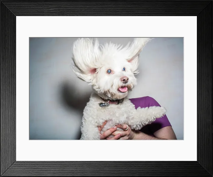 Framed Print : Joyful dog midshake captured in a whimsical portrait