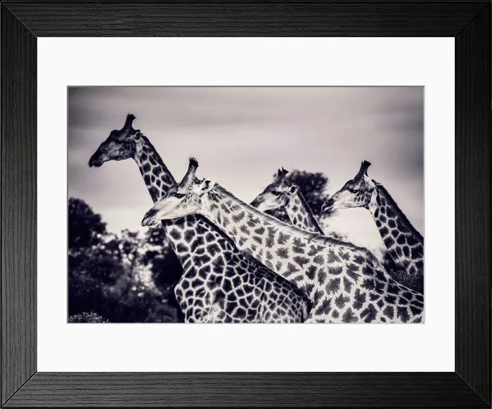 Framed Print : Safari, portrait of a beautiful giraffes family Framed Print : Safari, portrait of a beautiful giraffes family