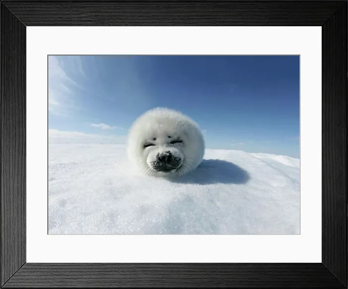 Framed Print : Harp seal pup (Phoca groenlandica) lying on snow, Greenland Framed Print : Harp seal pup (Phoca groenlandica) lying on snow, Greenland