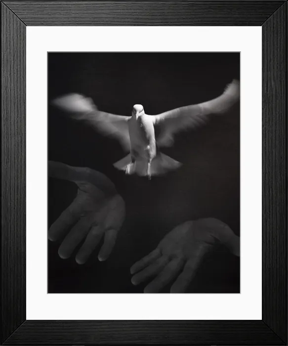 Framed Print : Close-up of a person releasing a White Dove