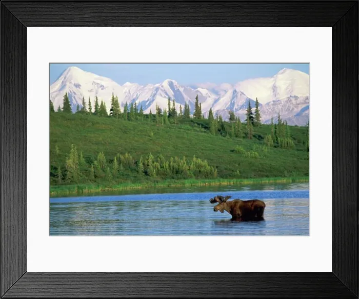 Framed Print : Moose Wonder Lake Denali National Park Alaska USA Framed Print : Moose Wonder Lake Denali National Park Alaska USA