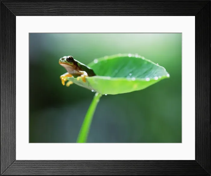 Framed Print : Wild Animal