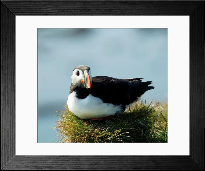 Framed Print : Atlantic Puffin Iceland