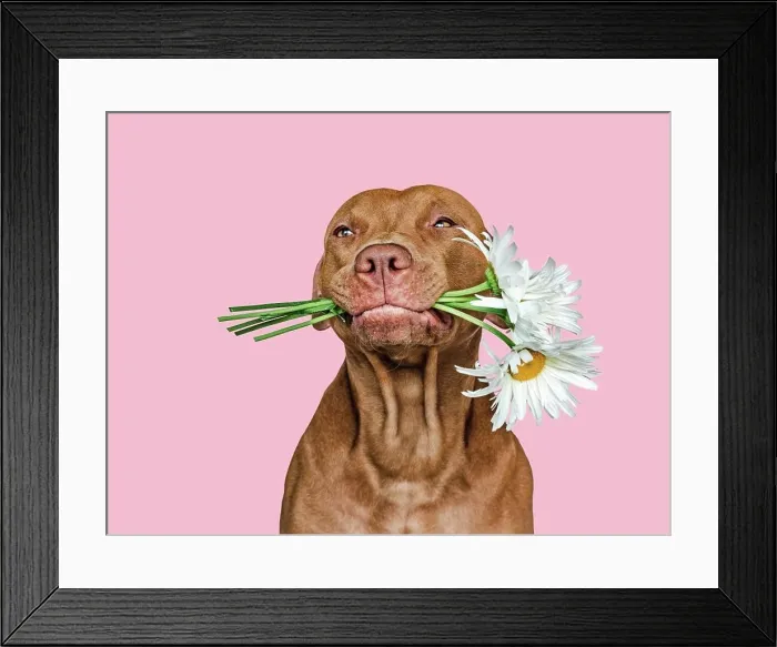 Framed Print : Lovable, pretty brown puppy and bright flowers Framed Print : Lovable, pretty brown puppy and bright flowers