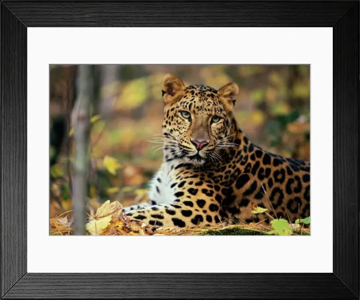 Framed Print : Close-up of a Amur Leopard (Panthera Pardus Orientalis), Northern Minnesota Framed Print : Close-up of a Amur Leopard (Panthera Pardus Orientalis), Northern Minnesota