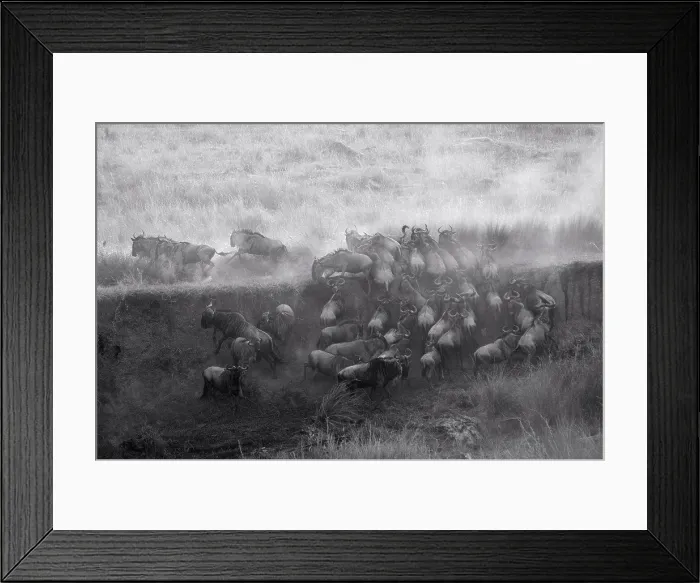 Framed Print : Herd of wildebeests in Kenya Framed Print : Herd of wildebeests in Kenya
