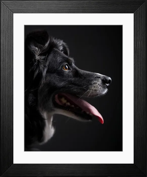 Framed Print : Profile of a black dog Framed Print : Profile of a black dog