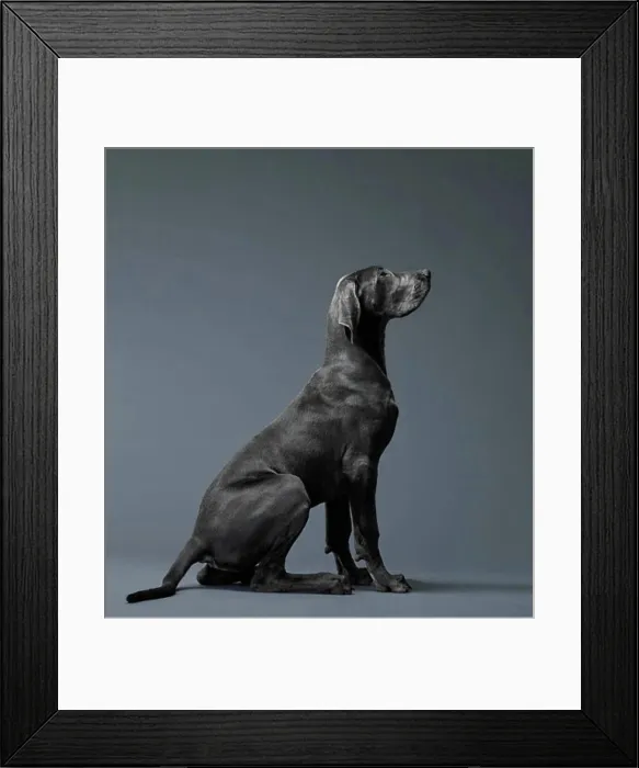 Framed Print : Portrait of big dog in profile Framed Print : Portrait of big dog in profile