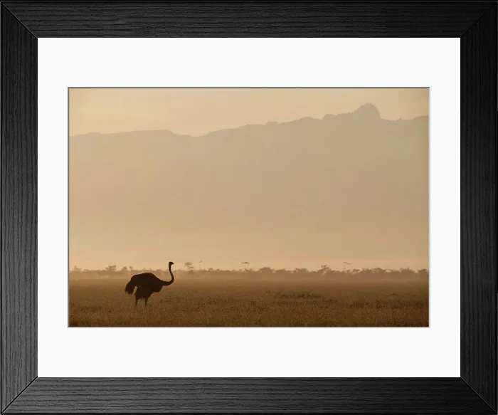 Framed Print : Ostrich at dawn in front of Mt Kenya, Ol Pejeta Conservancy, ; Kenya Framed Print : Ostrich at dawn in front of Mt Kenya, Ol Pejeta Conservancy, ; Kenya