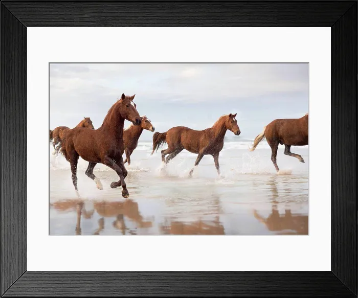 Framed Print : Brown Horses running on a beach