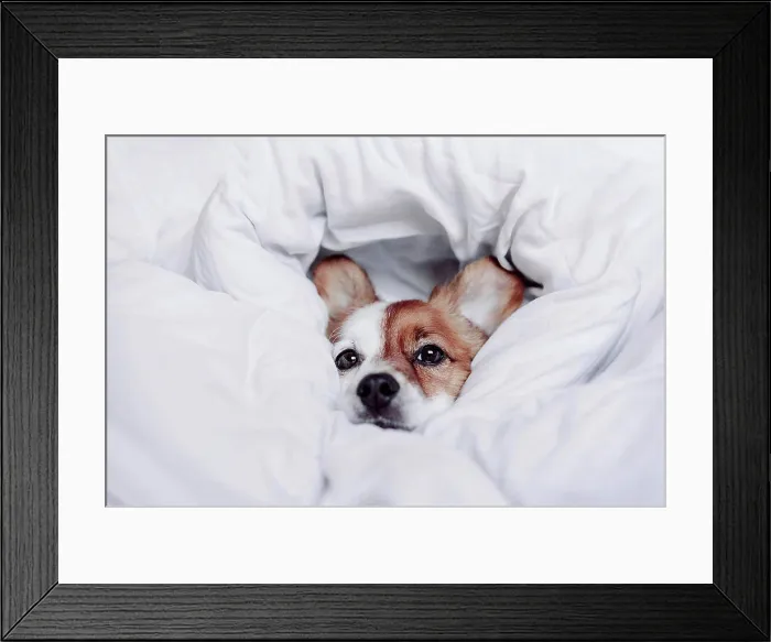 Framed Print : Cute puppy wrapped in white blanket Framed Print : Cute puppy wrapped in white blanket