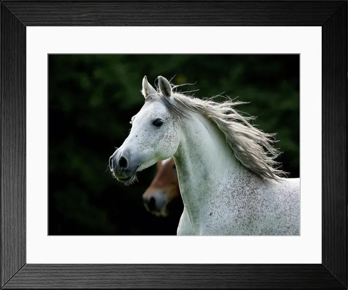 Framed Print : Germany, Baden-Wuerttemberg, Arabian horse, Equus ferus caballus Framed Print : Germany, Baden-Wuerttemberg, Arabian horse, Equus ferus caballus
