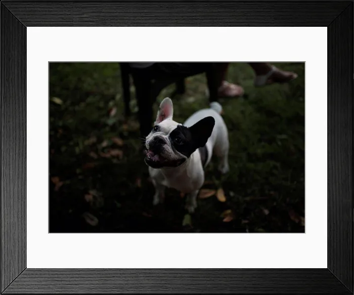 Framed Print : French bulldog on a meadow Framed Print : French bulldog on a meadow