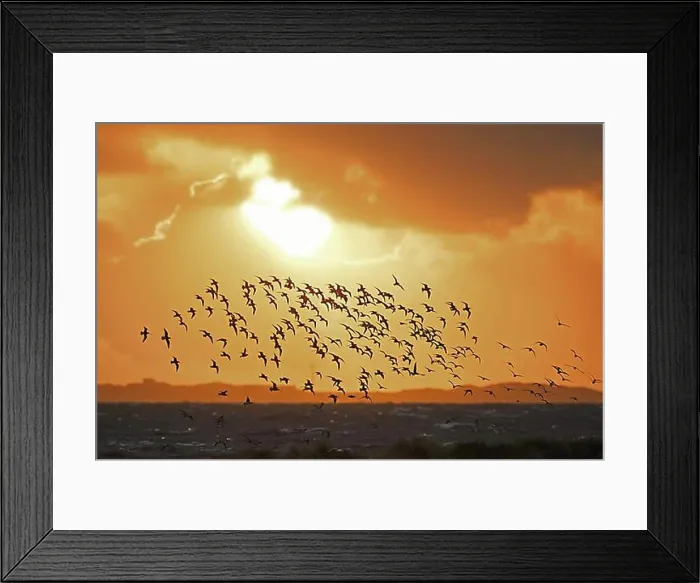 Framed Print : Huge flock of bar-tailed godwits (Limosa lapponica) and red knots in flight Framed Print : Huge flock of bar-tailed godwits (Limosa lapponica) and red knots in flight