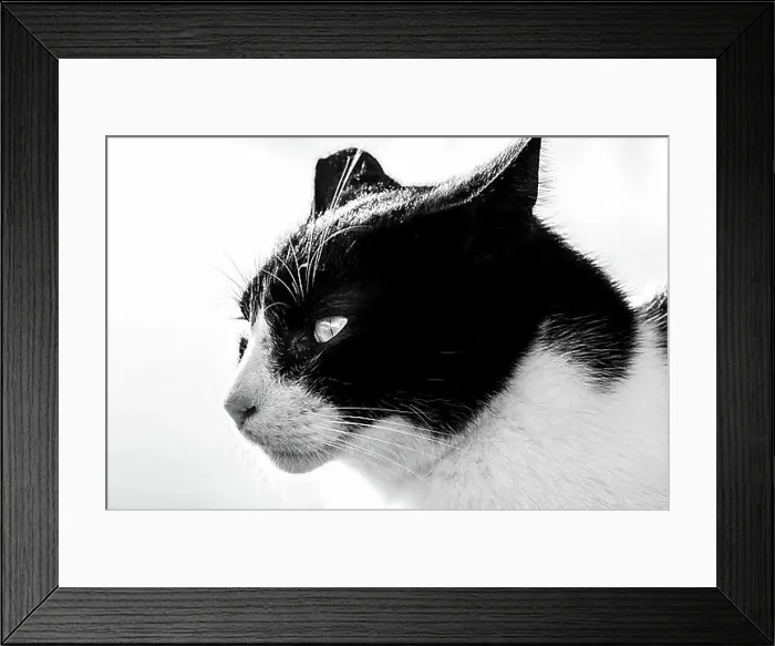 Framed Print : Black and white cat, animal portrait, Paros, Cyclades, Aegean Sea, Greece, Europe Framed Print : Black and white cat, animal portrait, Paros, Cyclades, Aegean Sea, Greece, Europe