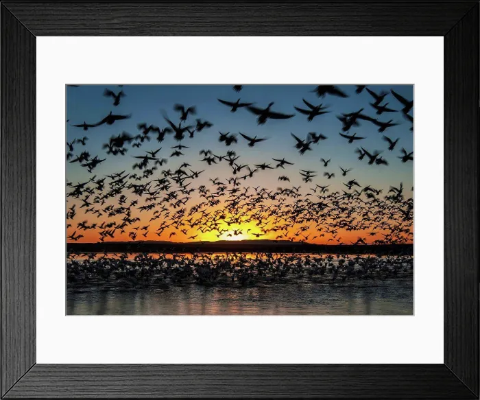 Framed Print : Twenty thousand snow geese (Chen caerulescens) Framed Print : Twenty thousand snow geese (Chen caerulescens)