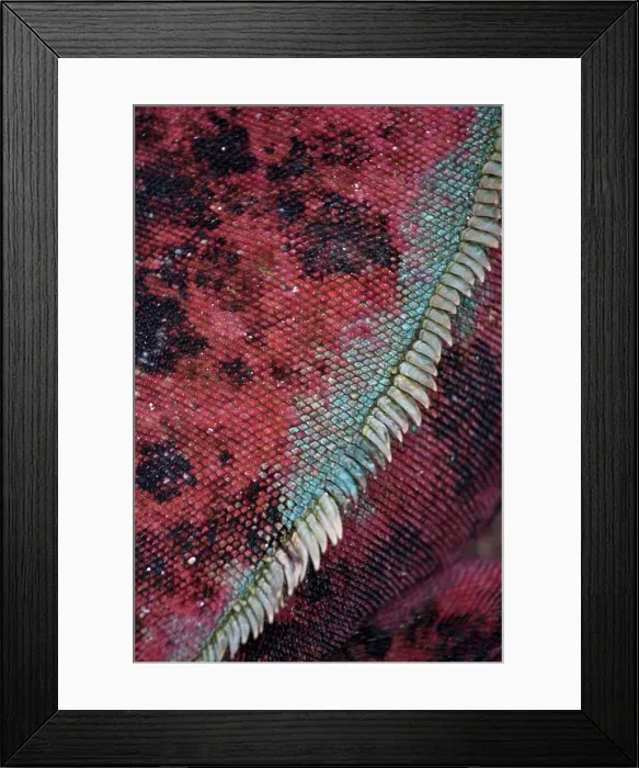 Framed Print : Spiny back of an adult male Iguana in the Galapagos Islands; Espanola Island, Galapagos Islands, Ecuador Framed Print : Spiny back of an adult male Iguana in the Galapagos Islands; Espanola Island, Galapagos Islands, Ecuador