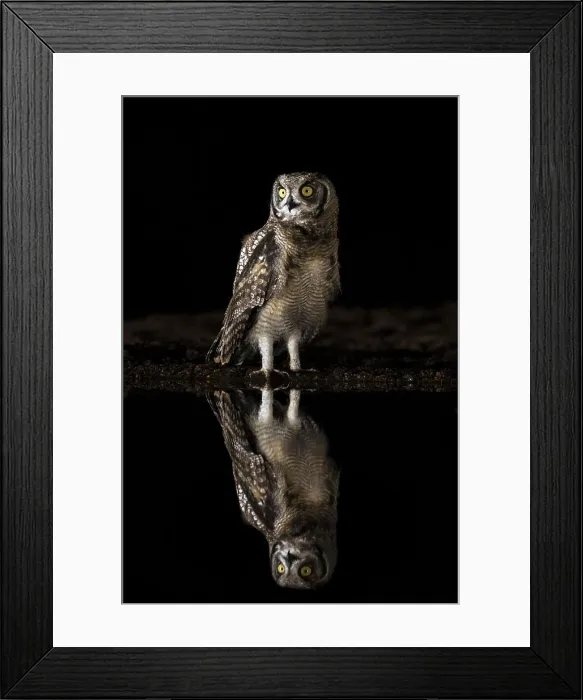 Framed Print : Spotted eagle owl (Bubo africanus) at night, Zimanga private game reserve, KwaZulu-Natal, South Africa, , Africa